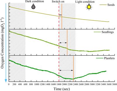 The ontogeny-specific thermal sensitivity of the seagrass Posidonia oceanica
